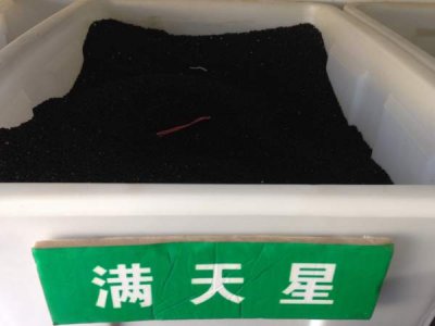 滿天星種子