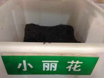 小麗花種子