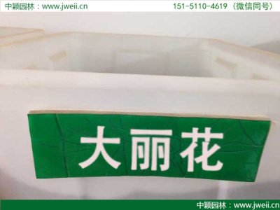 大麗花種子
