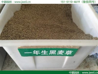 黑麥草