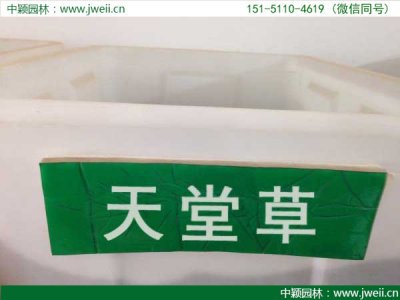 天堂草