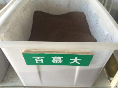 百慕大冬季播能發芽嗎？