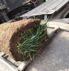 冬季播種早熟禾能發芽嗎？