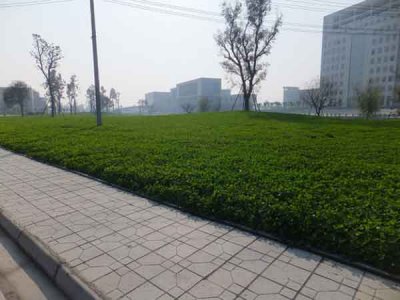邊坡綠化草籽報價哪家最低？