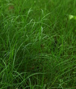 六月還能種植百喜草嗎？