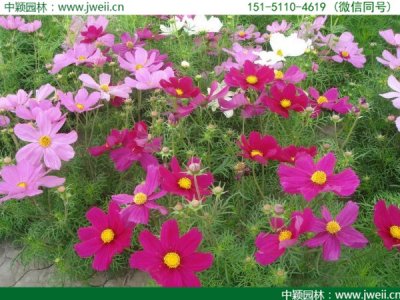 江西適合種植格桑花嗎？