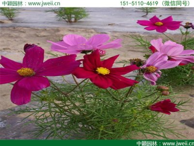 格桑花花瓣有幾種花色？