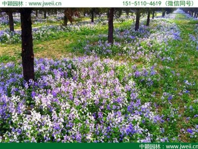 二月蘭草花籽多少錢一斤？