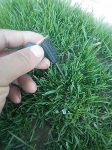 剪股穎綠期有多長時間？
