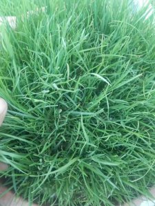 披堿草種植密度二畝地幾公斤種？
