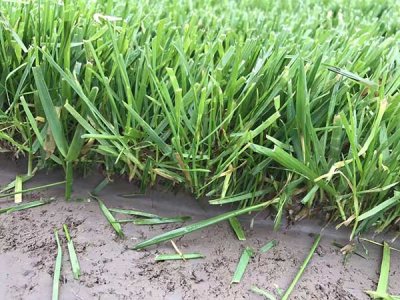 貴州到哪里可以買紫羊茅種子？