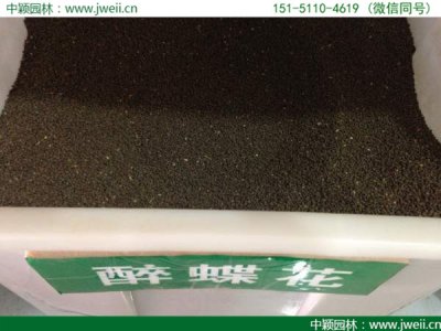 醉蝶花草籽報價哪家最靠譜？