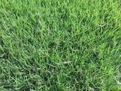 廣西適合種植百慕大嗎？