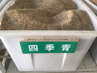 南方哪里有賣四季青草種子的？