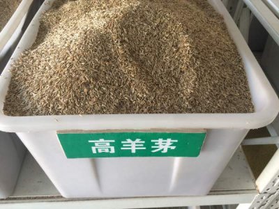 護坡用高羊茅種子多少錢？