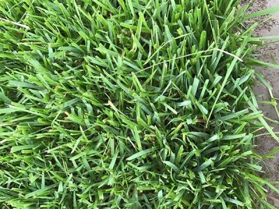 11月可以播種高羊茅嗎？