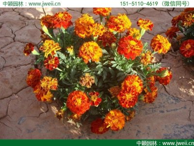 供應優質矮桿孔雀草選哪家？