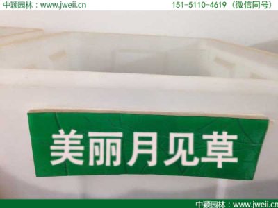 廣東哪里有賣美麗月見草種子的？