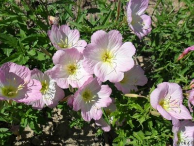 11月可以播種月見草嗎？