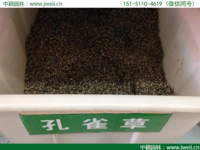 矮桿孔雀草播種到出芽需要幾天？