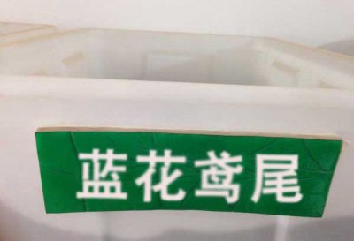 鳶尾種子價格哪家最低？