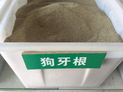 廣西草籽去哪里買？