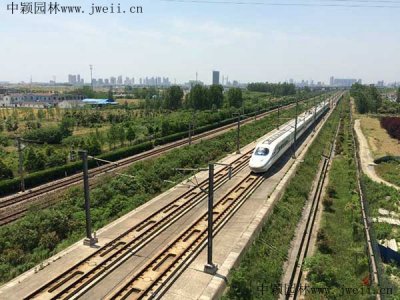高速護坡可以種什么？
