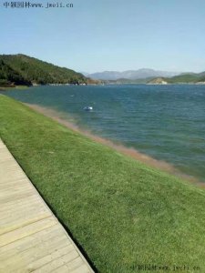 護坡草坪種什么好？