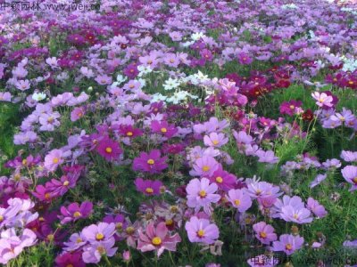 四川適合種植波斯菊嗎？