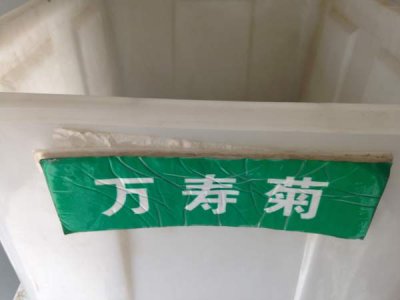 大花萬壽菊種子要浸水嗎？