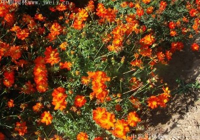 哪里有硫華菊草籽批發商？