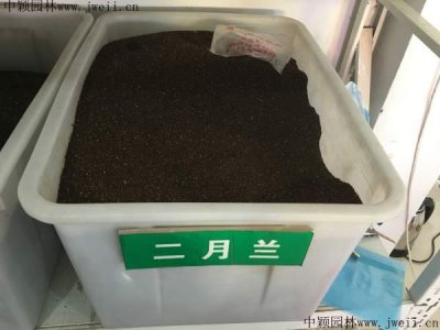 重慶哪里有賣二月蘭種子的？