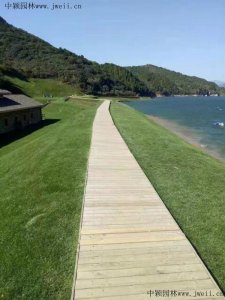 河道生態護坡種什么草？