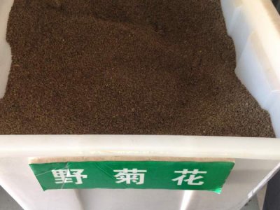 野菊花每平方種植多少克？