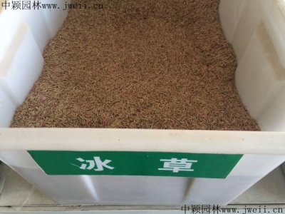 內蒙古哪里有賣冰草種子的？