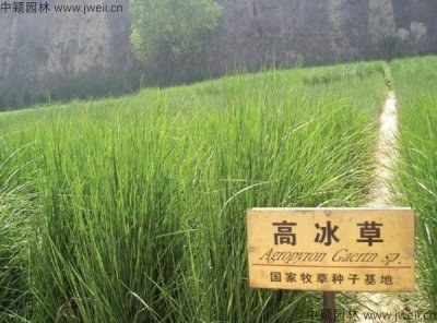 八月還能種植冰草嗎？