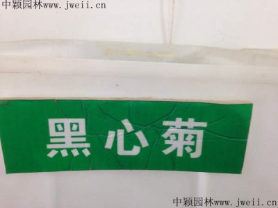 華南哪里有賣黑心菊種子的？