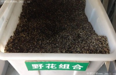 通常景觀野花組合種子多少錢一斤？