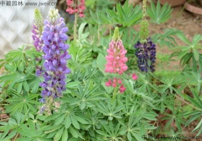2月可以播種矮桿魯冰花嗎？