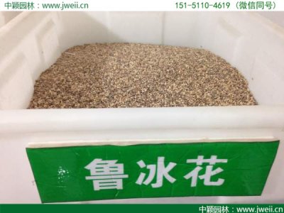 矮桿魯冰花籽批發基地在哪里？