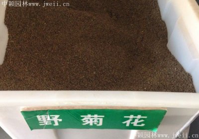 野菊花種子價格哪家最便宜？