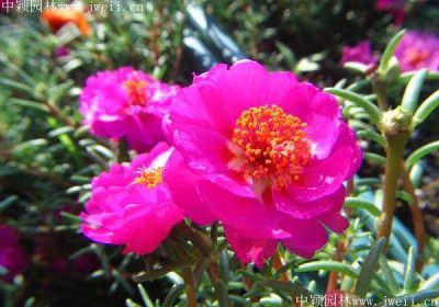 太陽花冬天播種發芽嗎？