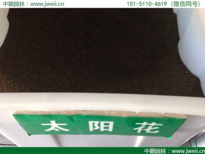 南方哪里有賣太陽花種子？