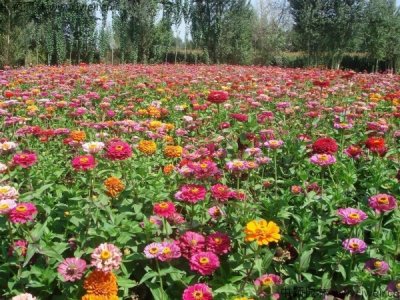 三月還能種植野花組合嗎？