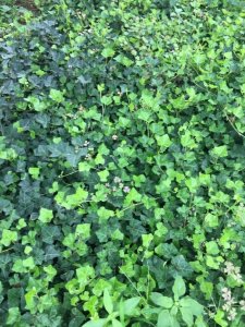 常春藤什么時候栽植比較好？