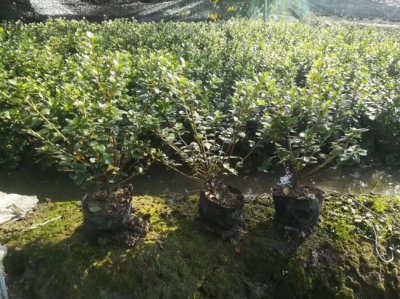 茶梅多少錢一棵？哪里有賣的！