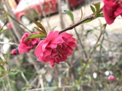 碧桃什么時候栽植比較好？