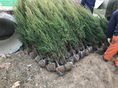 刺松什么時候栽植比較好？