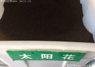 地被植物太陽花種子多少錢1斤？