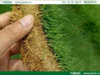 陜西適合種植結縷草嗎？